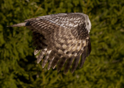 Lappuggla [Great Grey Owl] (IMG_3419)