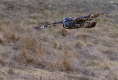 Lappuggla [Great Grey Owl] (IMG_3451)