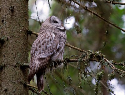 Lappuggla [Great Grey Owl] (IMG_3490)