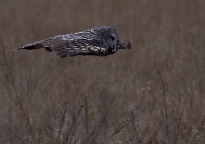 Lappuggla [Great Grey Owl] (IMG_3521)