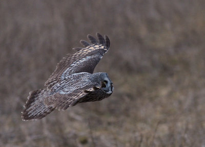 Lappuggla [Great Grey Owl] (IMG_3523)