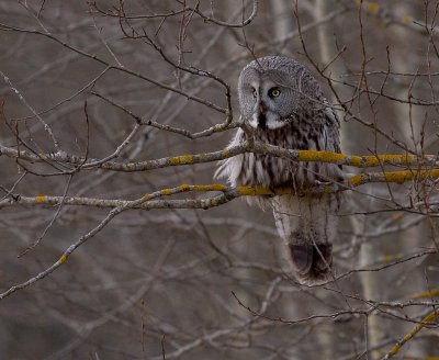 Lappuggla [Great Grey Owl] (IMG_3525)