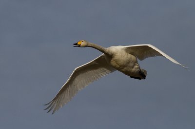 Sngsvan [Whooper Swan] (IMG_3104)