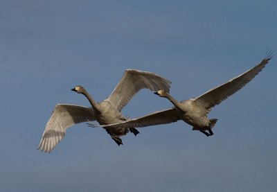 Sngsvan [Whooper Swan] (IMG_3112)