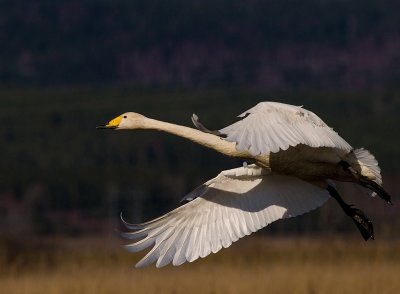 Sngsvan [Whooper Swan] (IMG_3283)