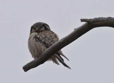 Hkuggla [Northern Hawk Owl] (IMG_4841)
