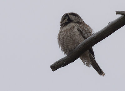Hkuggla [Northern Hawk Owl] (IMG_4856)