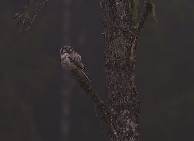 Hkuggla [Northern Hawk Owl] (IMG_4891)