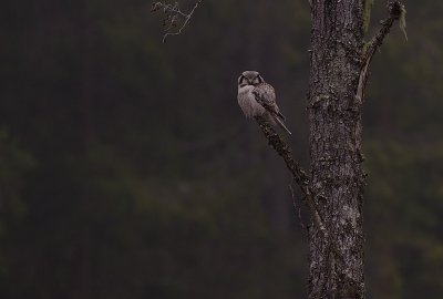 Hkuggla [Northern Hawk Owl] (IMG_4943)