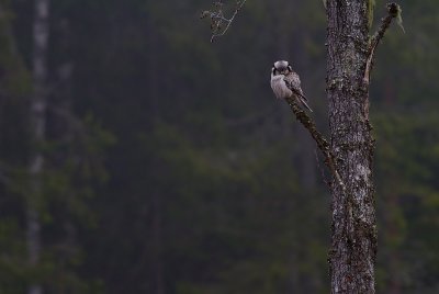 Hkuggla [Northern Hawk Owl] (IMG_4966)