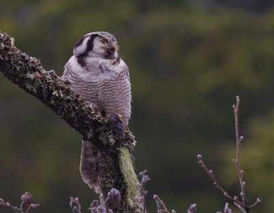 Hkuggla [Northern Hawk Owl] (IMG_5002)