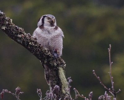 Hkuggla [Northern Hawk Owl] (IMG_5014)
