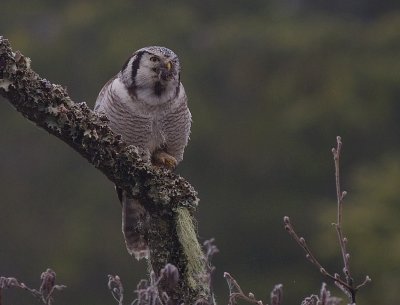 Hkuggla [Northern Hawk Owl] (IMG_5035)