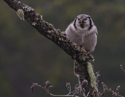 Hkuggla [Northern Hawk Owl] (IMG_5043)