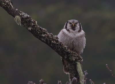 Hkuggla [Northern Hawk Owl] (IMG_5049)