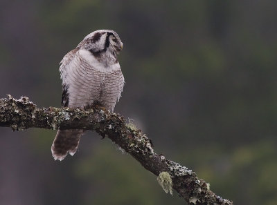 Hkuggla [Northern Hawk Owl] (IMG_5051)
