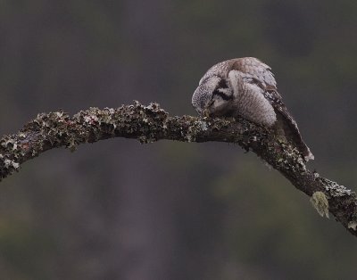 Hkuggla [Northern Hawk Owl] (IMG_5064)