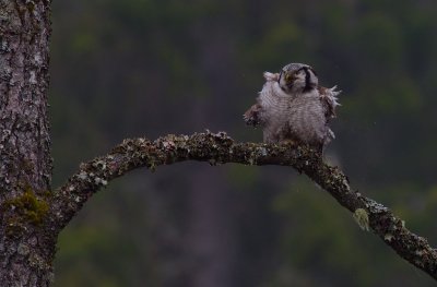 Hkuggla [Northern Hawk Owl] (IMG_5067)