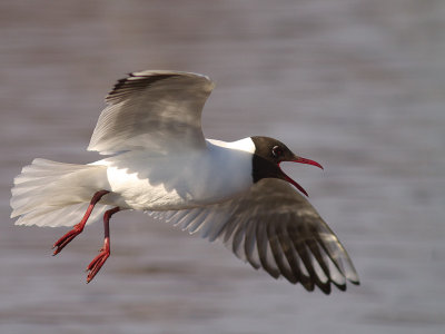 Skrattms [Black-headed Gull] (IMG_3994)