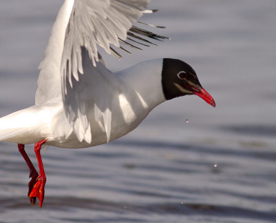 Skrattms [Black-headed Gull] (IMG_4060)