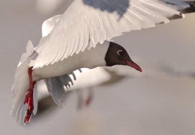 Skrattms [Black-headed Gull] (IMG_4062)