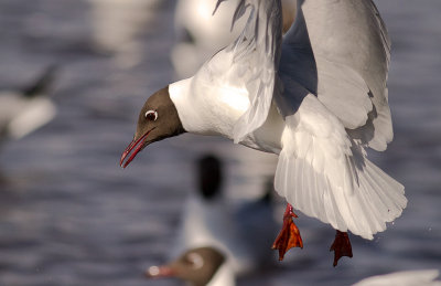 Skrattms [Black-headed Gull] (IMG_4076)