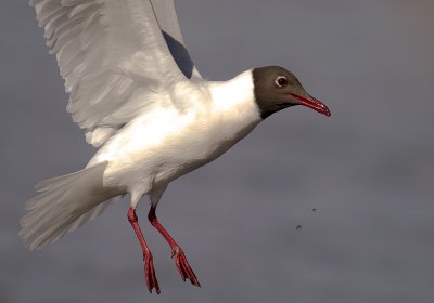 Skrattms [Black-headed Gull] (IMG_4103)