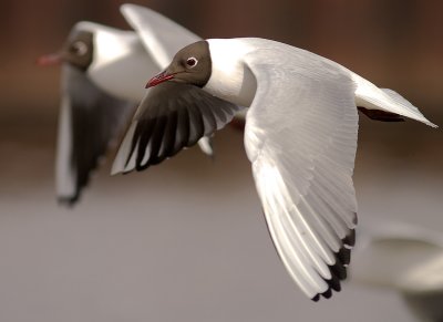 Skrattms [Black-headed Gull] (IMG_4236)