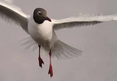 Skrattms [Black-headed Gull] (IMG_4287)