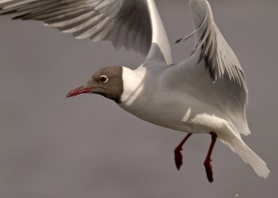 Skrattms [Black-headed Gull] (IMG_4394)