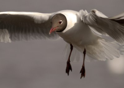 Skrattms [Black-headed Gull] (IMG_4423)