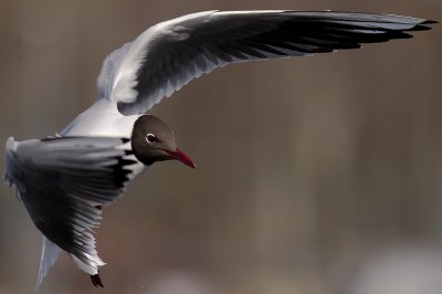 Skrattms [Black-headed Gull] (IMG_4562)