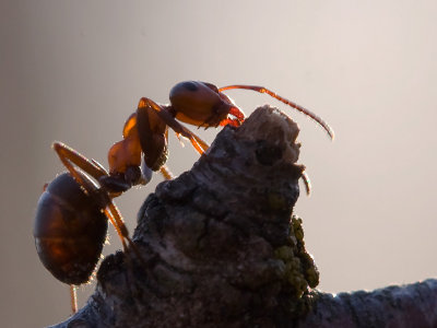 Stackmyra (IMG_5378)