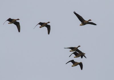 Blsgs [Greater White-fronted Goose] (IMG_3826)