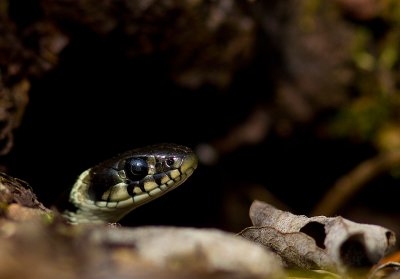 Snok [Grass Snake] (IMG_3783)