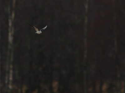 Svartvingad glada [Black winged kite] (IMG_5183)