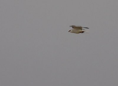 Svartvingad glada [Black winged kite] (IMG_5215)