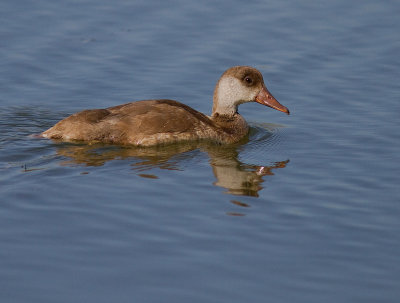 Rdhuvad dykand [Red-crested Pochard] 
