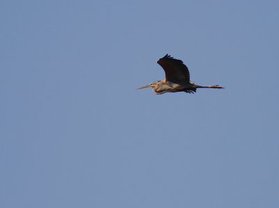 Purpurhger [Purple Heron] 