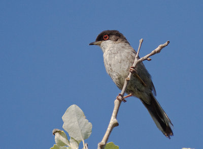 Sammetshtta [Sardinian Warbler]