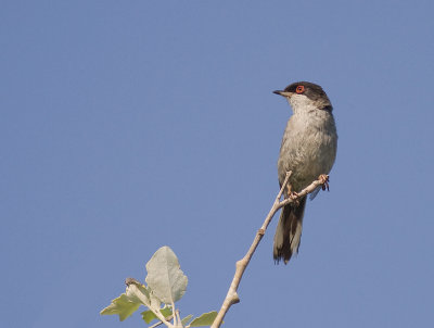 Sammetshtta [Sardinian Warbler]