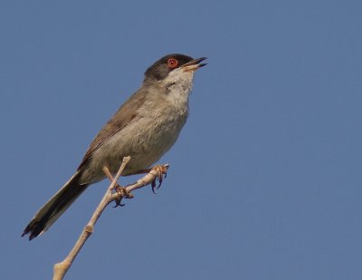 Sammetshtta [Sardinian Warbler]