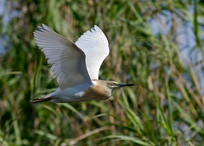 Rallhger [Squacco Heron] 