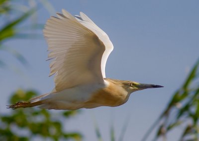 Rallhger [Squacco Heron] 