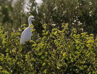 Kohger [Cattle Egret] 