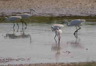 Silkeshger [Little Egret] 
