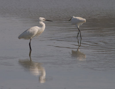Silkeshger [Little Egret] 