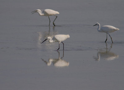 Silkeshger [Little Egret] 