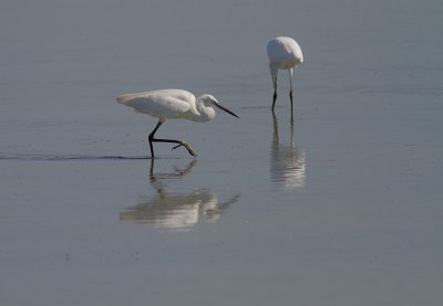 Silkeshger [Little Egret] 