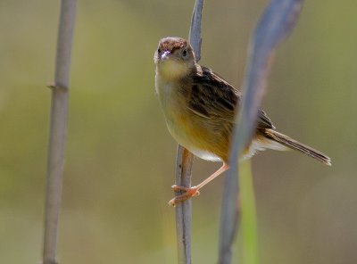 Gssngare [Zitting cisticola] IMG_1174.jpg
